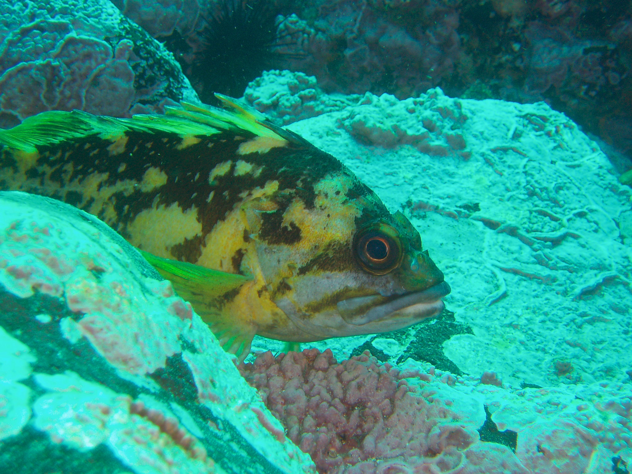 Black-and-Yellow Rockfish (Sebastes chrysomelas) caught in Northern California