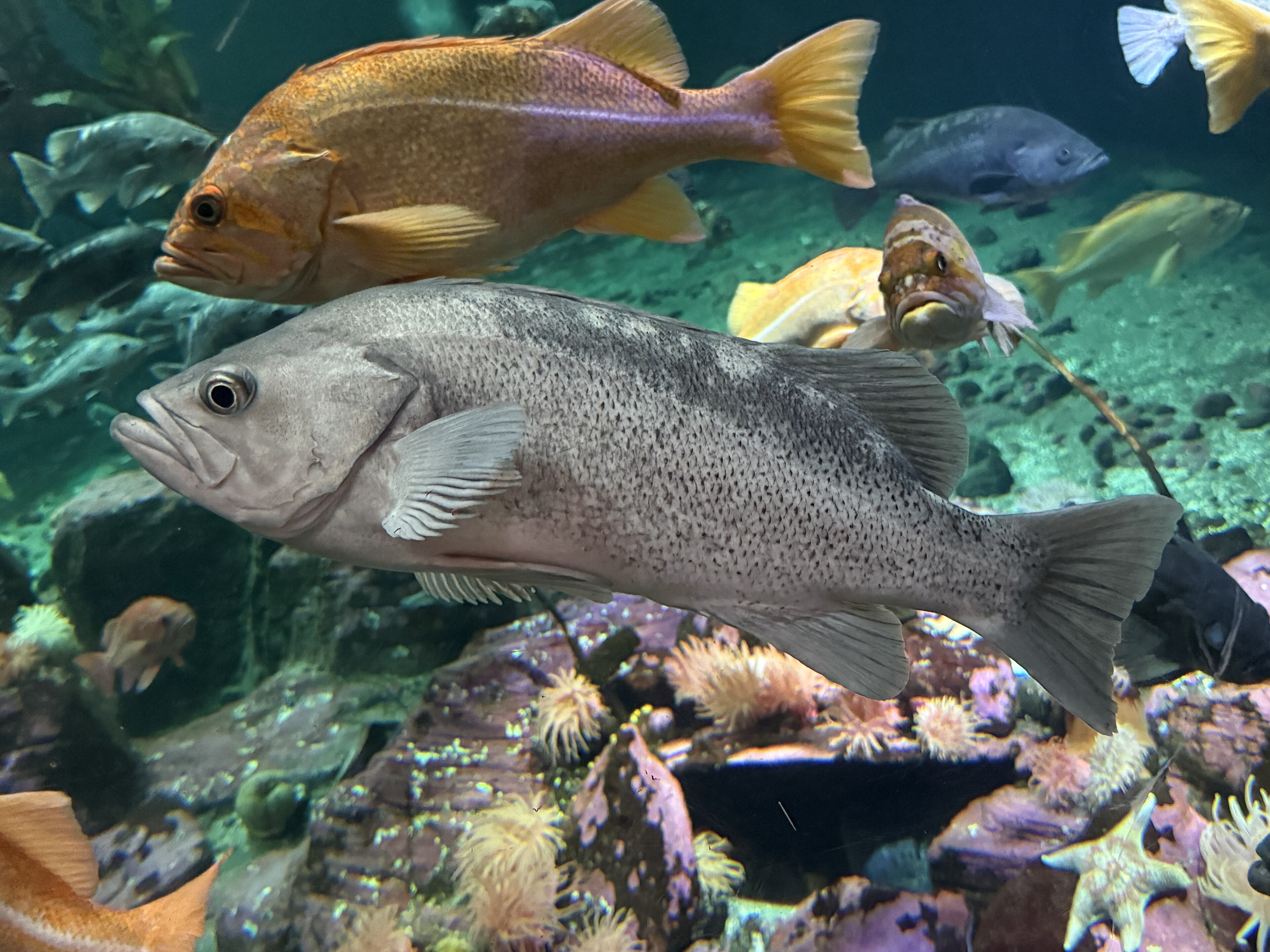 Black Rockfish (Sebastes melanops) caught in Northern California
