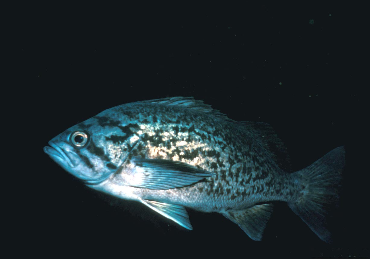 Blue Rockfish (Sebastes mystinus) caught in Northern California