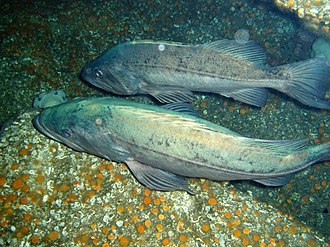 Bocaccio (Sebastes paucispinis) caught in Northern California