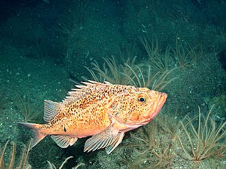 Bronzespotted Rockfish (Sebastes gilli) caught in Northern California