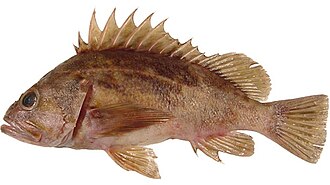 Brown Rockfish (Sebastes auriculatus) caught in Northern California