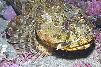 Cabezon (Scorpaenichthys marmoratus) caught in Northern California