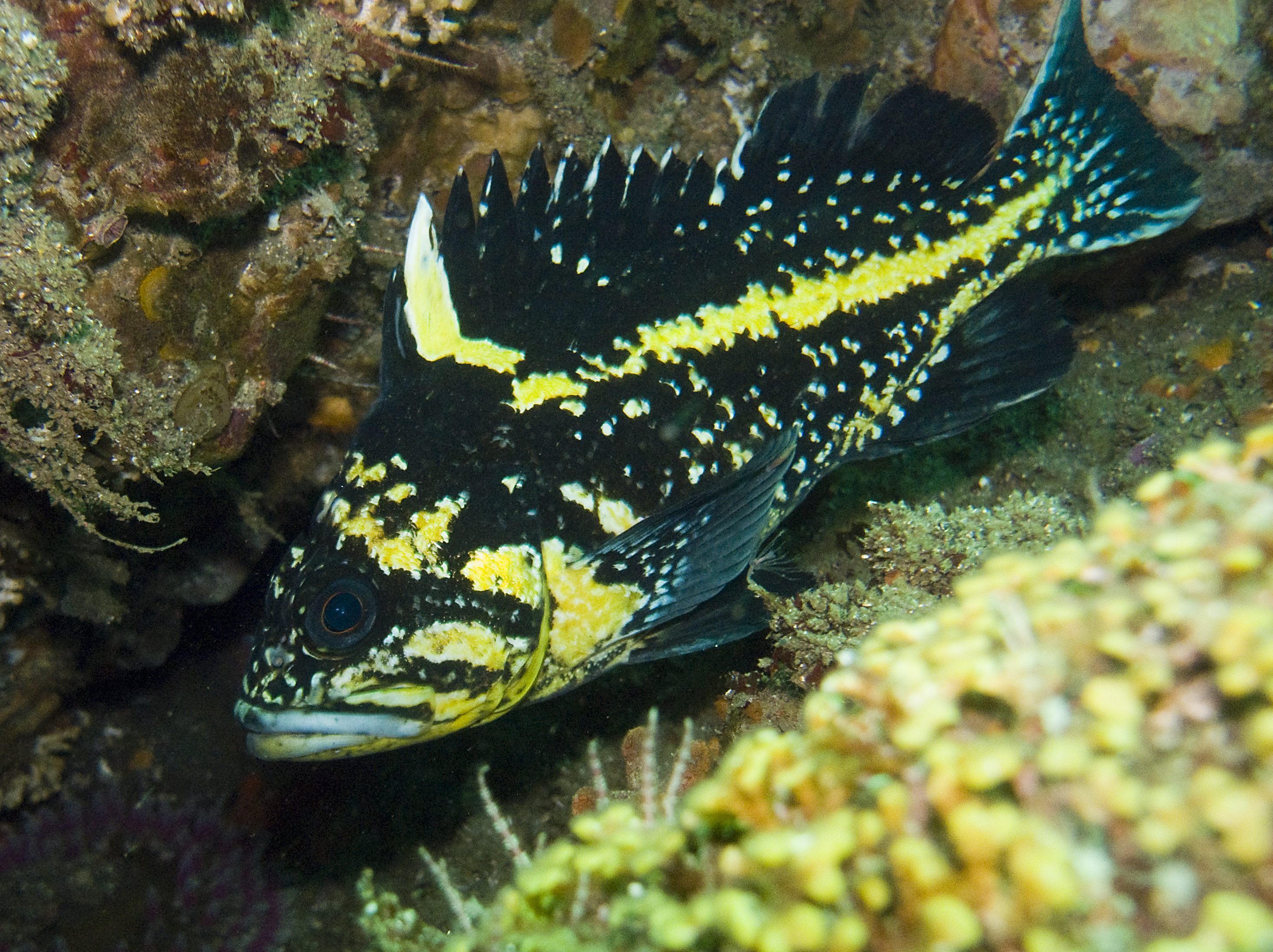 China Rockfish (Sebastes nebulosus) caught in Northern California