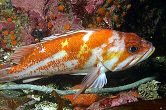 Copper Rockfish (Sebastes caurinus) caught in Northern California