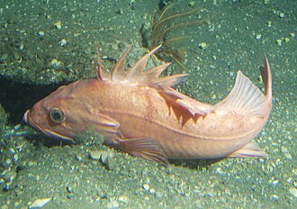Cowcod (Sebastes levis) caught in Northern California