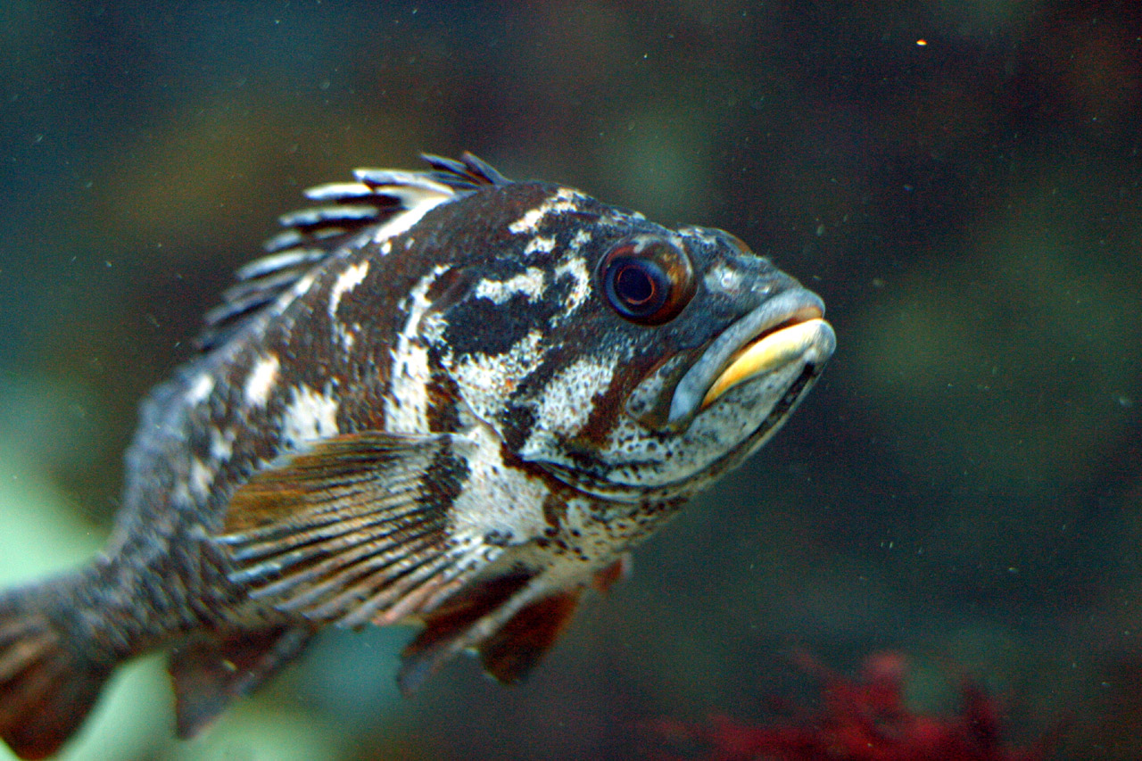 Gopher Rockfish (Sebastes carnatus) caught in Northern California