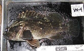 Grass Rockfish (Sebastes rastrelliger) caught in Northern California
