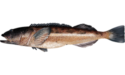 Lingcod (Ophiodon elongatus) caught in Northern California