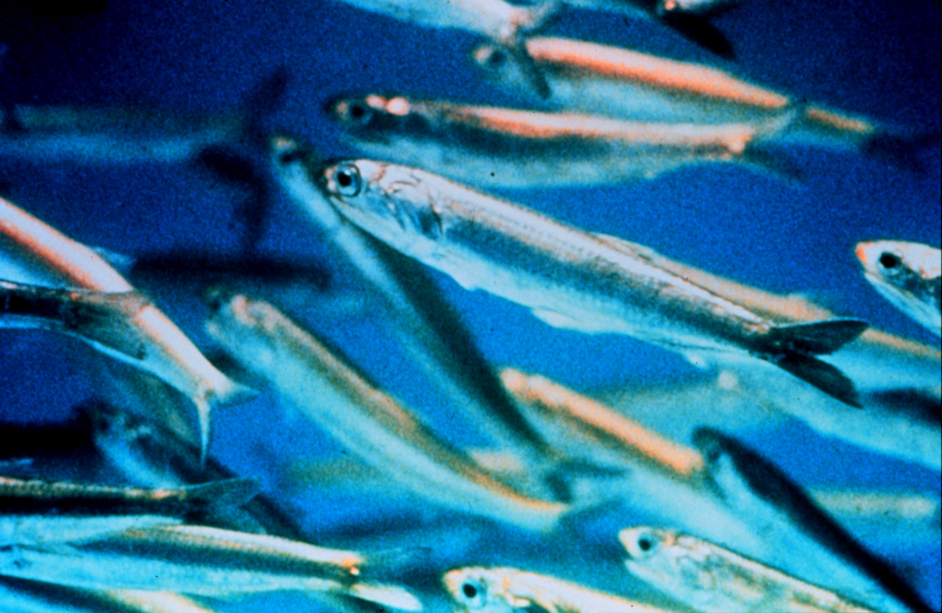 Northern Anchovy (Engraulis mordax) found in Northern California