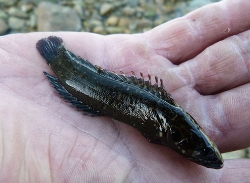 Olive Rockfish (Sebastes serranoides) caught in Northern California