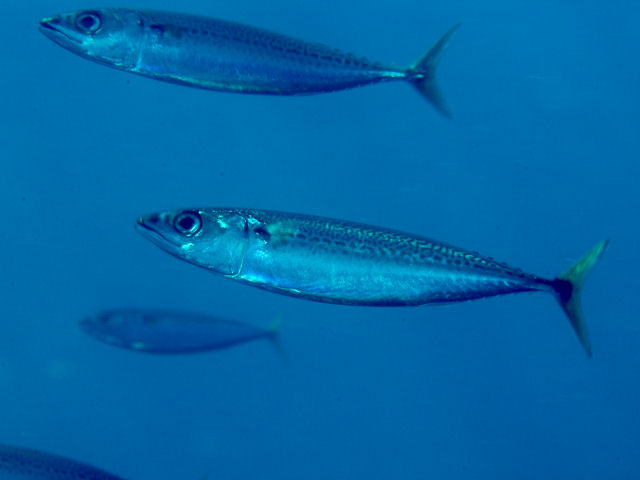 Pacific Mackerel (Scomber japonicus) caught in Northern California