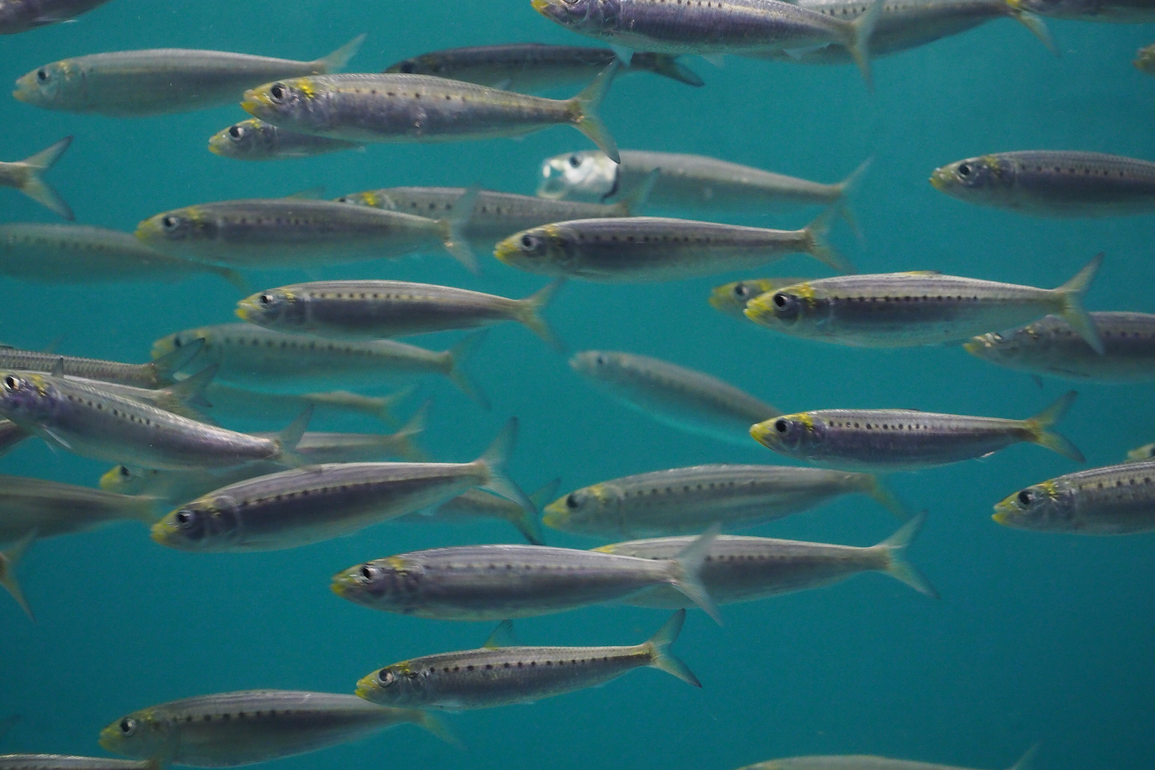 Pacific Sardine (Sardinops sagax) found along the Northern California coast