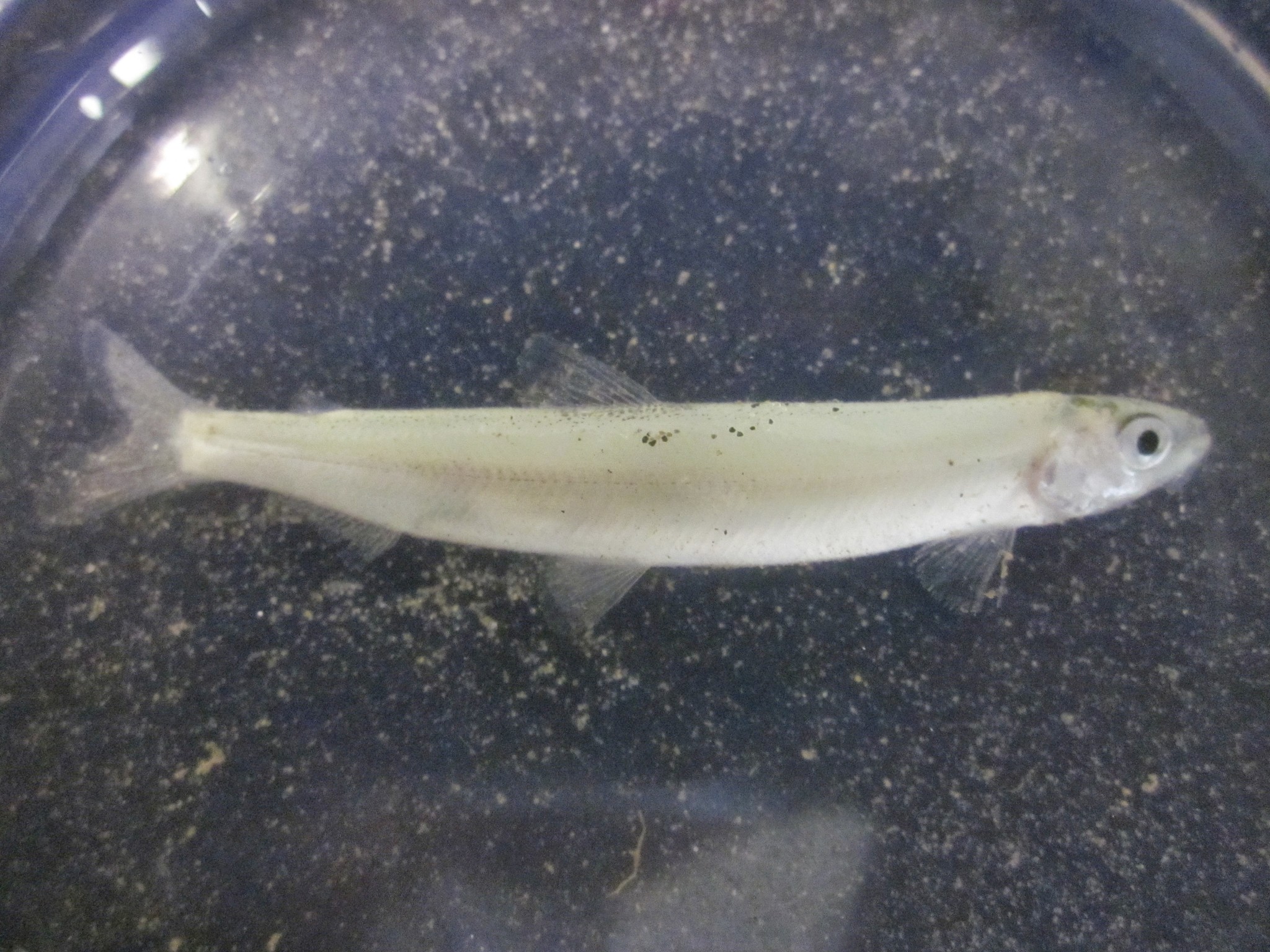 Smelt (Hypomesus pretiosus) caught in Northern California