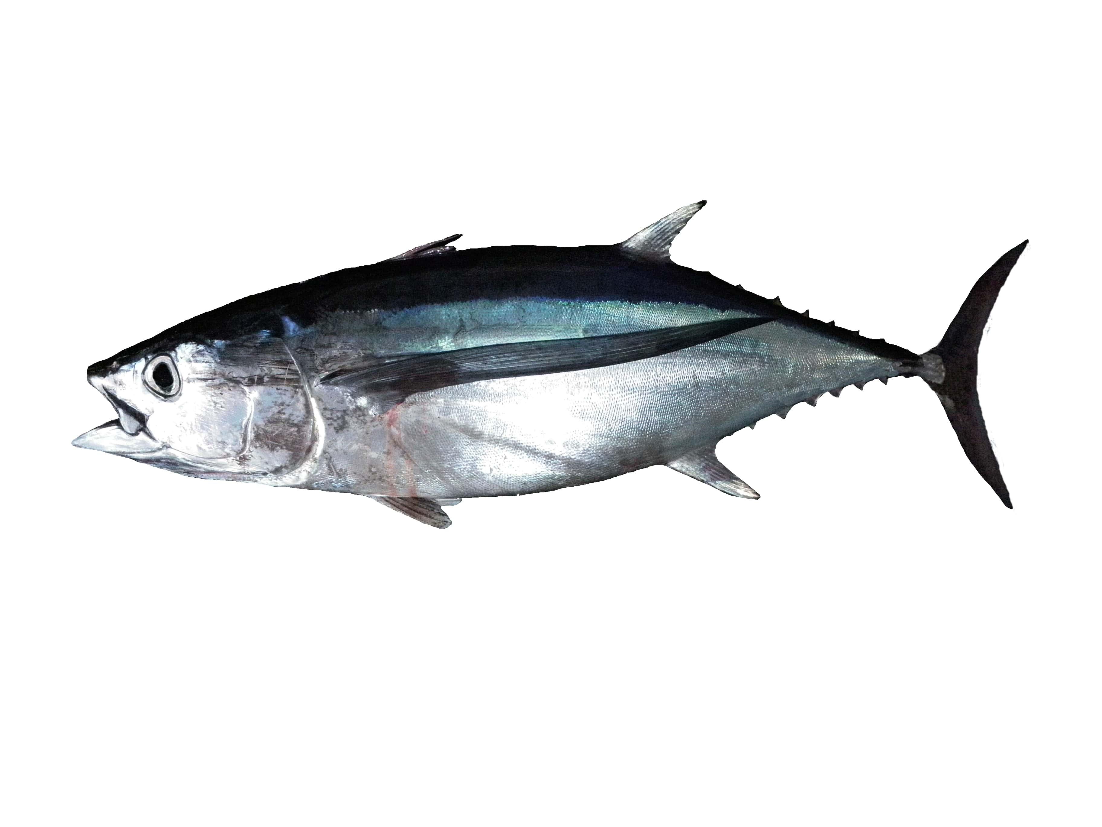 Tuna (Thunnus alalunga) caught in Northern California