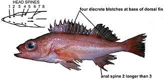 Willow Rockfish (Sebastes wilsoni) caught in Northern California