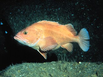 Yelloweye Rockfish (Sebastes ruberrimus) caught in Northern California