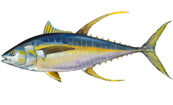 Yellowfin Tuna (Thunnus albacares) caught in Northern California
